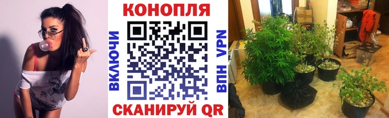 Конопля планчик  Купить закладки  Россошь 